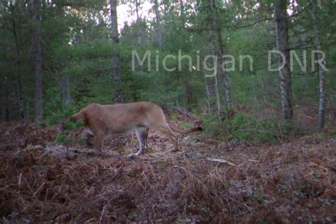 Dnr Confirms Cougar Photos Taken In Eastern Upper Peninsula Upper Peninsula News And Information