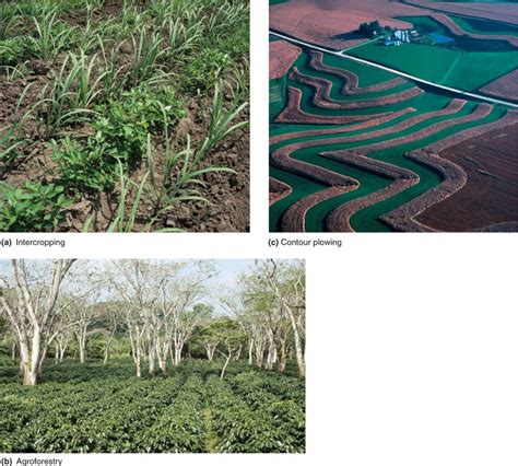 Types of Agriculture - Chapter 11: Feeding the World