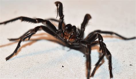 Spider Control Perth Spider Pest Control Treatment Rockypest