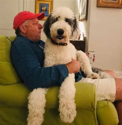 Sheepadoodle Size Full Grown How Big Do Sheepadoodles Get Micro