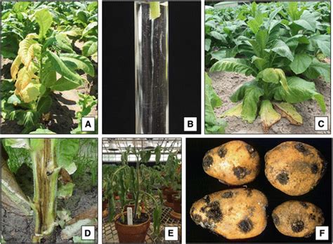 Ralstonia solanacearum Species Complex: A Quick Diagnostic Guide ... 