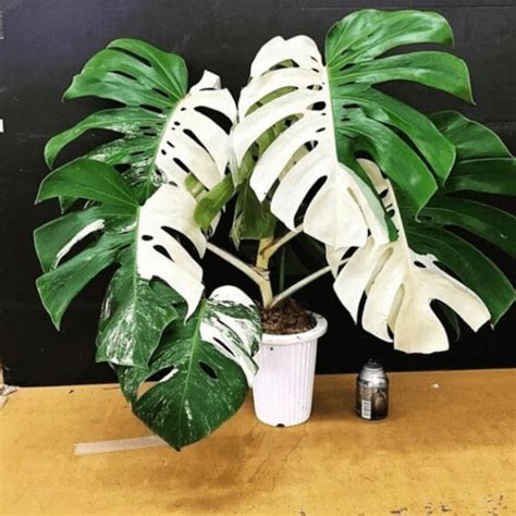 Rare Highly Variegated Monstera Deliciosa Albo Half Moon Etsy Australia