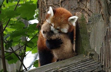 Melhores Imagens De Panda Vermelho No Pinterest Animais Vermelho