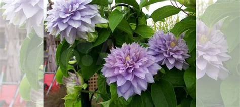 Клематис Протеус купить в Ярославле | Товары для дома и дачи | Авито