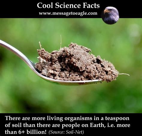 A Teaspoon Of Soil Contains More Living Organisms Than There Are People ...