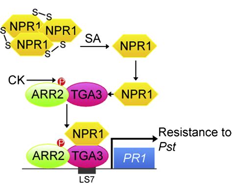 The Cytokinin Activated Transcription Factor ARR2 Promotes Plant