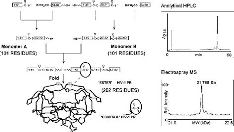 Figure 2 From Synthesis Of Native Proteins By Chemical Ligation