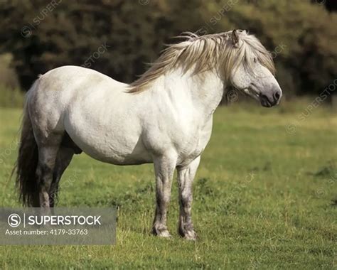 Scottish Highland Pony Highland Garron Stallion Superstock