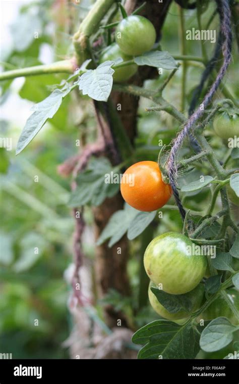 Ripening Cherry Tomatoes On The Vine Stock Photo Alamy