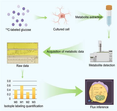 Frontiers C Metabolic Flux Analysis Classification And