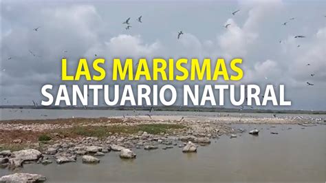 Islote De Las Marismas Santuario Natural En Altamira YouTube