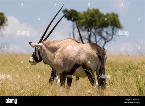 Gemsbok Game Park South Africa Stock Photo Alamy
