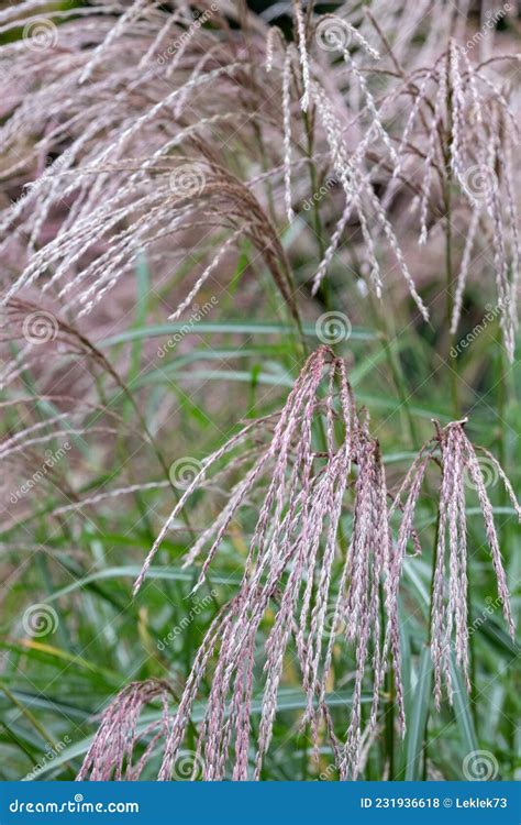 Deciduous Ornamental Grass By The Name Miscanthus Nepalensis Or Himalayan Fairy Grass