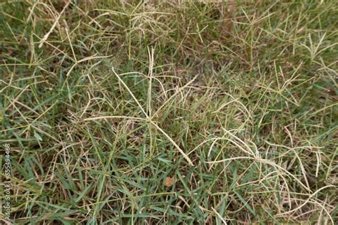 Cynodon Dactylon Grass Stock Photo Adobe Stock