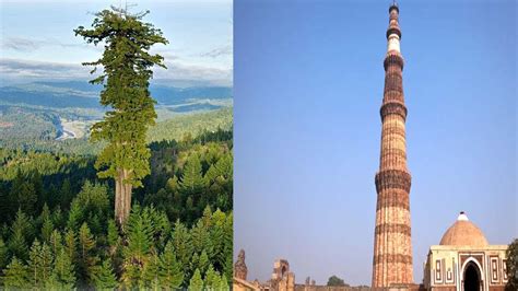 World Tallest Tree: ప్రపంచంలోనే అత్యంత ఎత్తైన చెట్టు.. దగ్గరిళితే నెలల ...