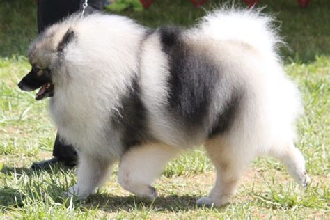 Keeshond Pictures Information Temperament Characteristics Rescue