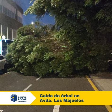 Fotos Caída De Un árbol En La Laguna