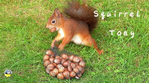 The Squirrel Tony Drew Out A Hazelnut From The Net Finally🐿️💙👏🌰🎉 Youtube