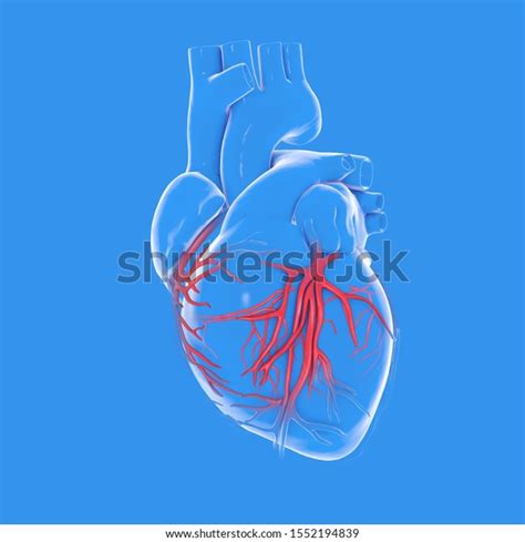 Anatomical Graphic 3d Illustration Human Heart Stock Illustration 1552194839 Shutterstock