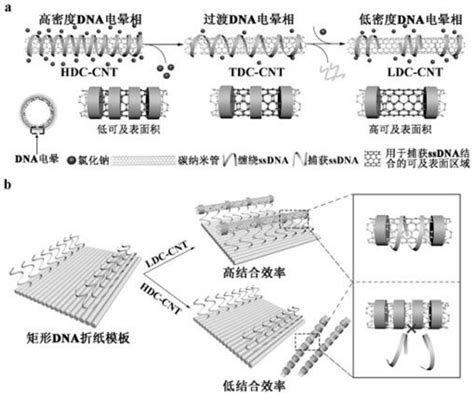 一种对单壁碳纳米管进行纳米级精度有序排列的方法