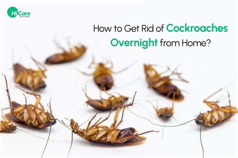 10 Best Ways To Get Rid Of Roaches Overnight From Home 2024