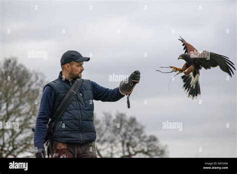 Falknerei harris hawk Fotos und Bildmaterial in hoher Auflösung Alamy