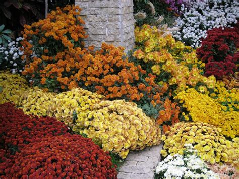 Binecuvantat Esti Doamne Flori De Toamna Iasi Noiembrie 2012