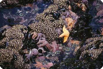 Intertidal Zone Starfish