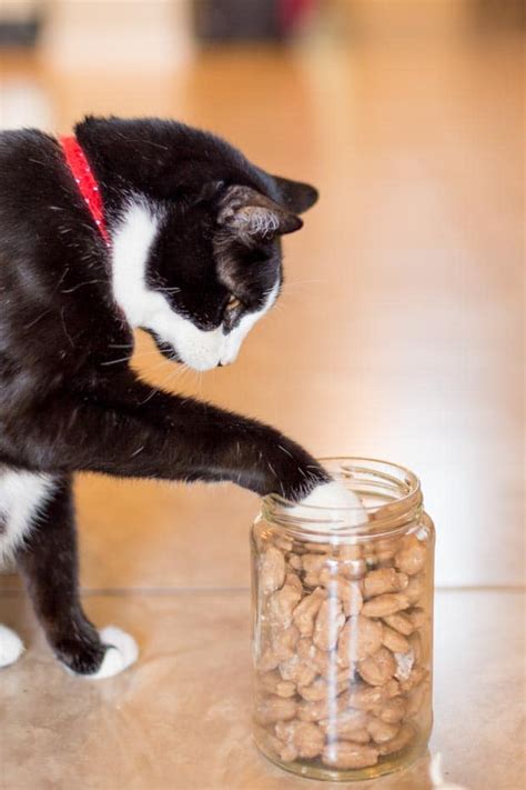 Easy Homemade Cat Treats - Spaceships and Laser Beams