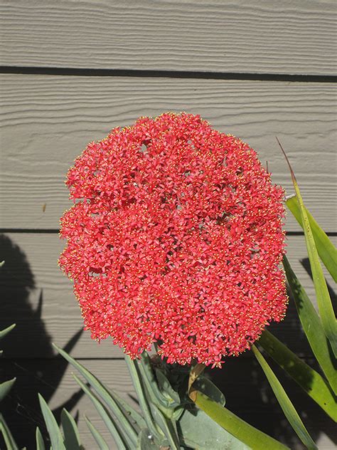 Airplane Plant Buchanan S Native Plants