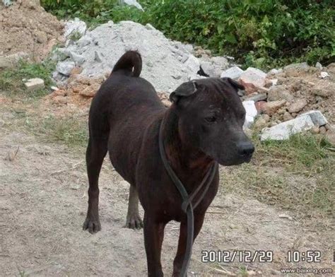 本犬纲目（中国本土狗品种大全 知乎