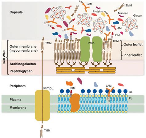 Unraveling The Structure Of The Mycobacterial Envelope Microbiology