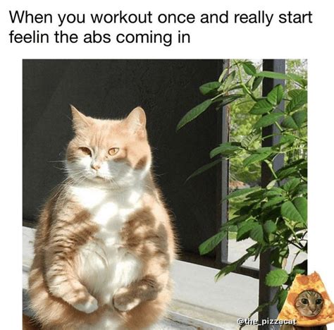 These 27 Lazy Cat Memes Are All You Need This Caturday | Cat memes ...