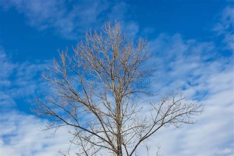 Tree Without Leaves Bare Tree Branches In Winter With Blue Sky Stock