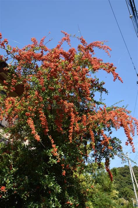 Firethorn stock image. Image of flower, fence, kanagawa - 101579117