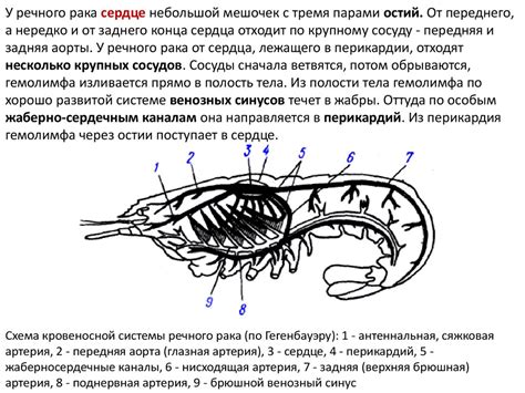 Тип Членистоногие - презентация онлайн