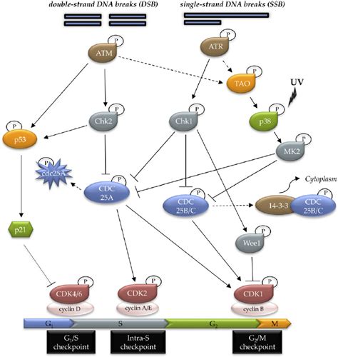 Molecular Mechanism Of The DNA Damage Response Network The DNA Damage