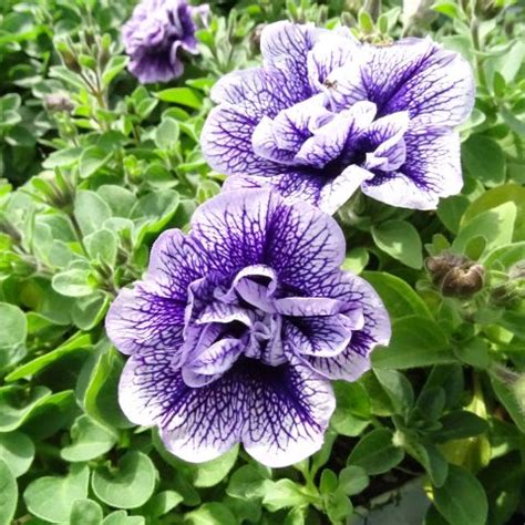 Petunia Tumbelina Priscilla Cascading With Double Lavender Flowers