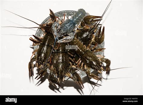 Big Crayfish Hi Res Stock Photography And Images Alamy