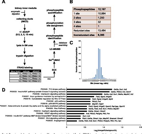 Figure 1 From Dynamics Of The G Protein Coupled Vasopressin V2 Receptor