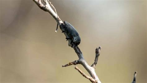 7 Beetles In Florida Homes Pictures Included