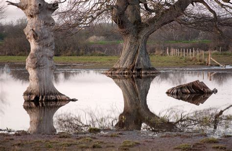 Trees At Matford Nature Reserve Exeter Chris Parker Flickr