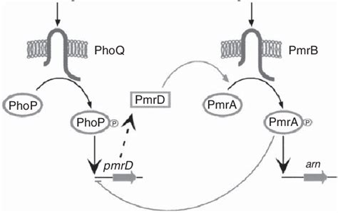 Pmra Pmrb And Phop Phoq Two Component Regulatory Systems From Falagas