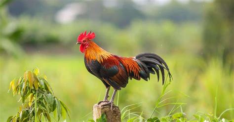 What Color Is A Rooster? - YesCancel