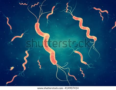 Spirilla Bacteria Labeled