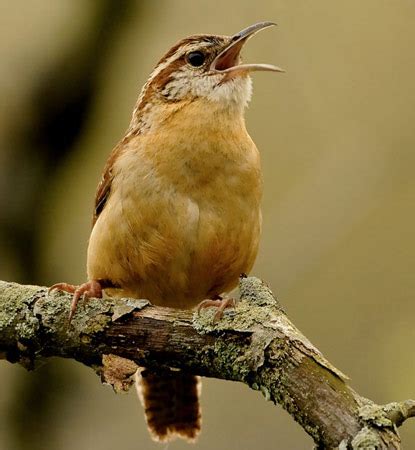 Bird Species - Carolina Wren