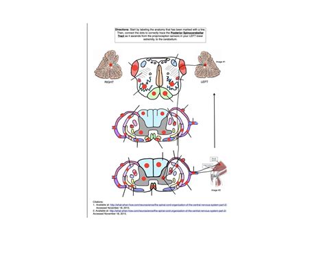 Posterior Spinocerebellar Tract Quiz