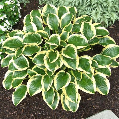 Hosta Queen Josephine 1 Gal