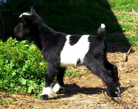 Nigerian Dwarf Goats - North Star Poultry