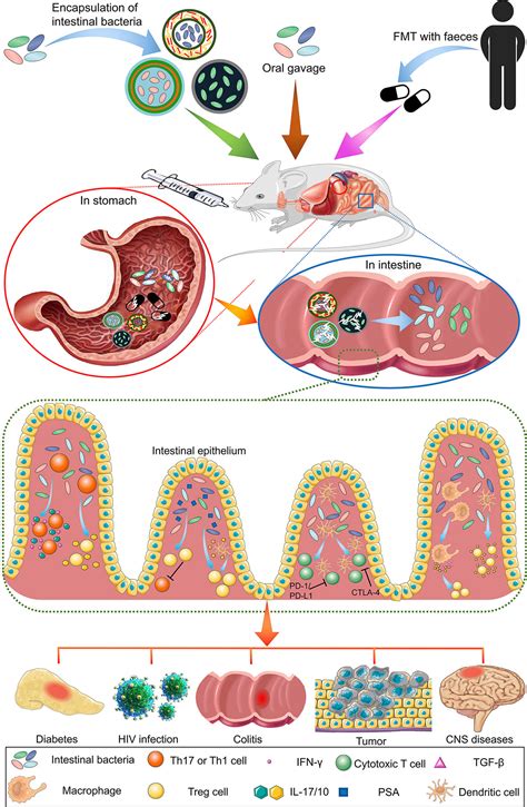 Bacteria In Stomach
